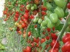 Azienda Agricola la Prugna