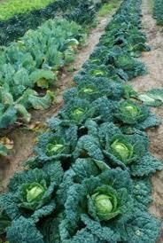  - Azienda Agricola la Prugna